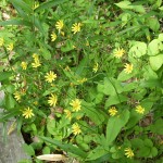 何かな？黄色い花です。