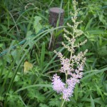 きれいな薄紫の花です