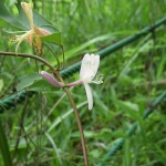 何かな？白い花です。